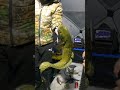 Video Thumbnail for Overnight Ice Fishing Burbot (Poor Man's Lobster)