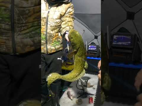 Overnight Ice Fishing Burbot (Poor Man's Lobster)