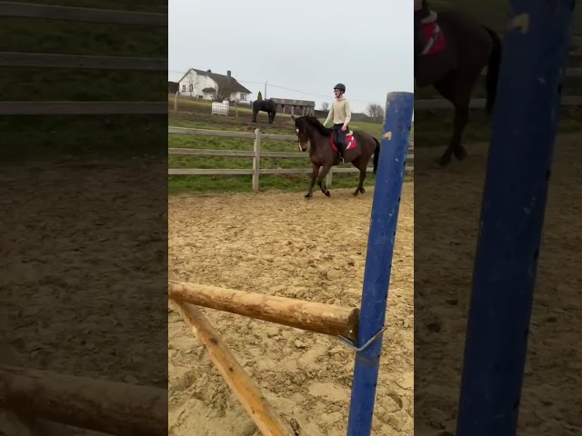 Jument pp sbs dressage obstacle 2012 