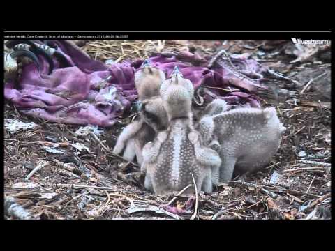 Three Hellgate Osprey Chicks 6 26 12