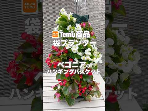 ヒマラヤパールバスケット 植物