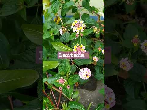 , title : 'Lantana flowers 🌹🌻'