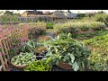Harvesting Fruits And Vegetables On A Farm On The Outskirts Of The City