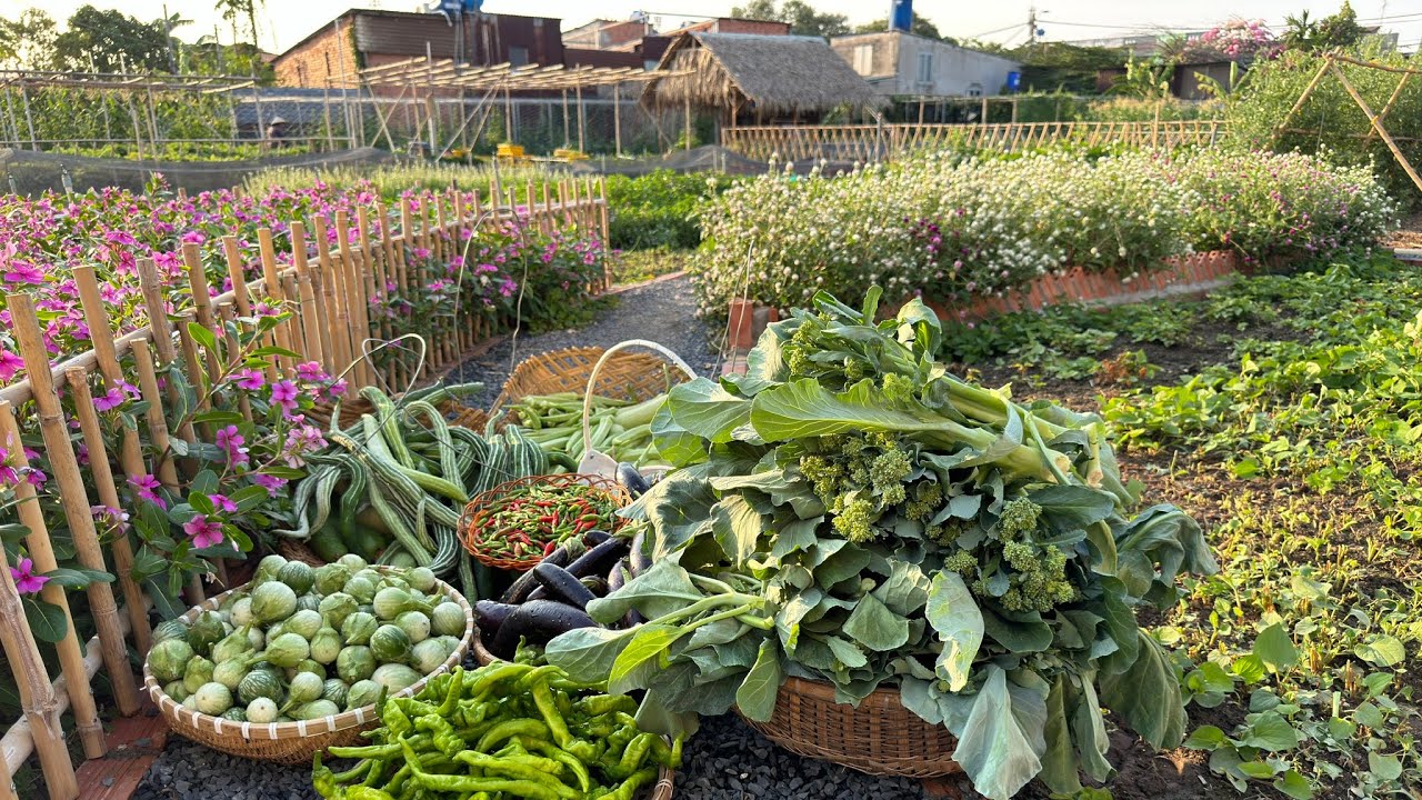 Harvesting fruits and vegetables on a farm on the outskirts of the city