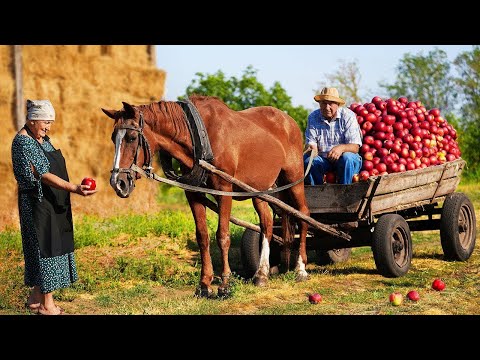 The Secret to a Quiet and Happy Life: Elderly Couple Living in a Remote Mountain Village