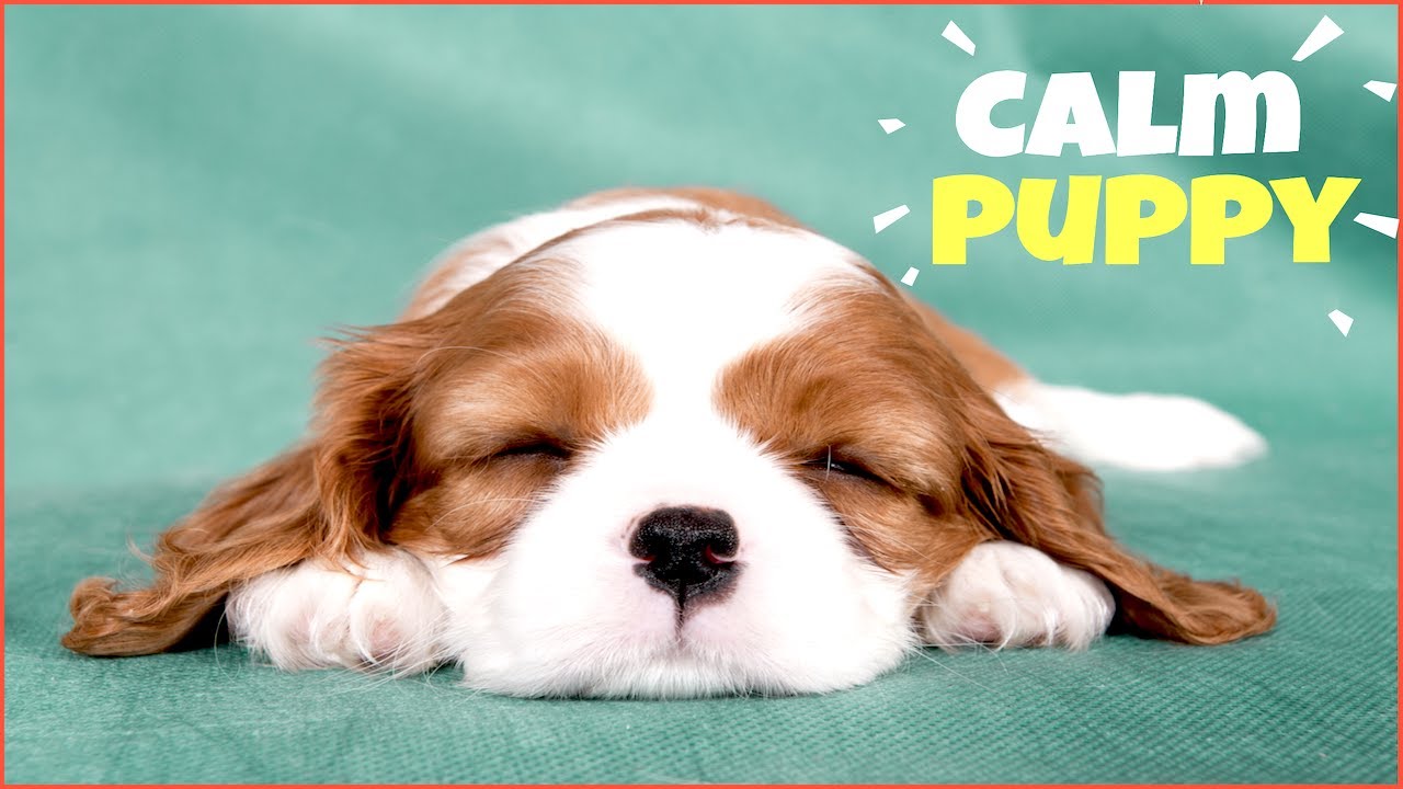 Calm Down Your Puppy In 5 Minutes | Hypnosis