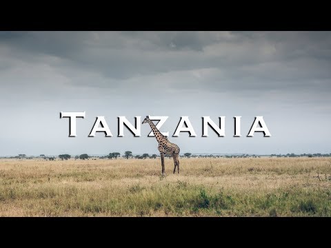 坦尚尼亞的非洲大野生動物園 | 塔蘭吉雷國家公園 (Great Africa Safari in Tanzania | Tarangire National Park)