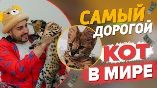 КУПИЛ КОТА GUCCI ЗА ПОЛМИЛЛИОНА РУБЛЕЙ!