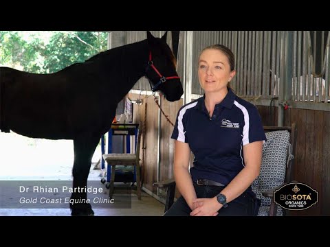 Manuka Honey Use for Vets & Wounds