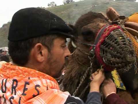 Ringen mit Höcker: Kampf-Kamele in der Türkei