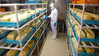 Procesul de fabricare a brânzei. O fabrică japoneză de brânzeturi care produce brânzeturi de 45 de