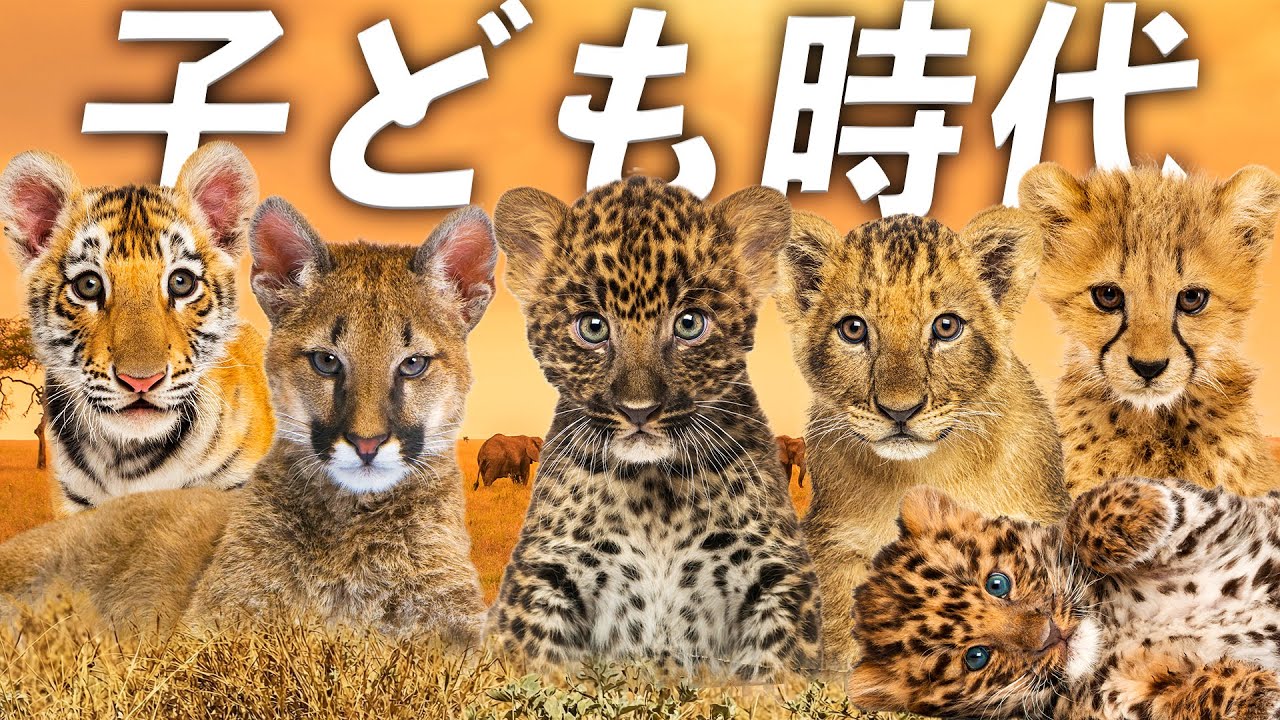 早く王様になりたい！子猫たちの生存戦略