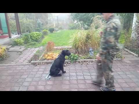 Дрессировка ризеншнауцера (Riesenschnauzer), 4 занятие.