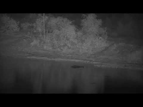 Djuma: Hippo gets active before leaving the dam - 01:03 - 11/18/2022