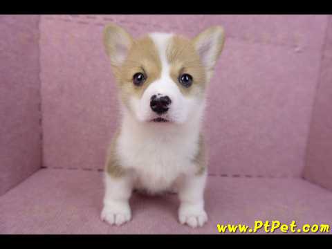 04/16雙色柯基犬母幼犬(桃園市)