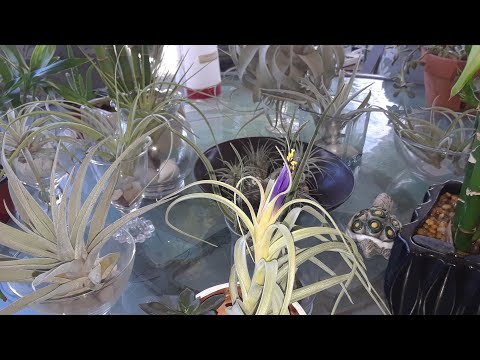 How to water and take care of Air Plants when they start to flower🌸