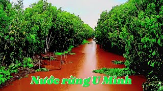 U Minh red water forest
