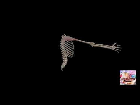 Shoulder Joint Movements with Muscles