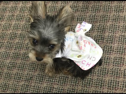 [MV #3] Yorkie, Prince Charming DoDo playing w/3 bigger dogs - 20150603