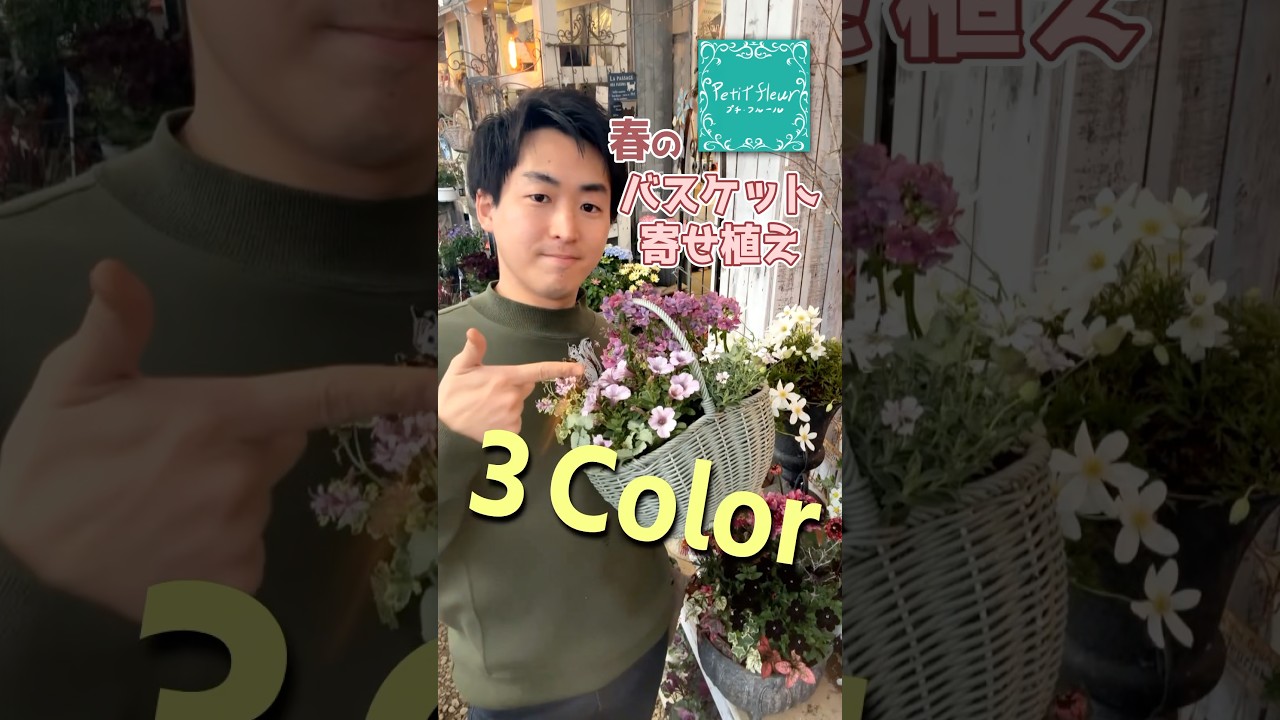 【3color】春のバスケット寄せ植え#ペチュニア #マーガレット #ガーデニング