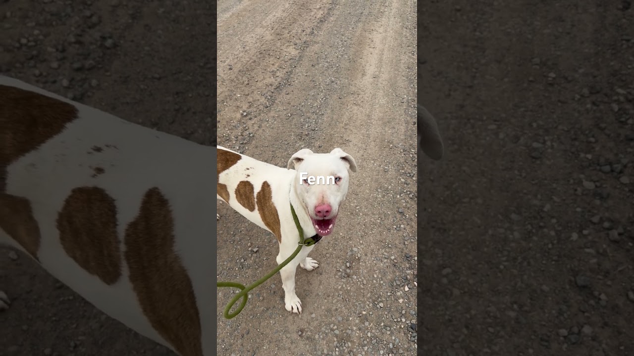 Enlarge Fenn, a Adoptable mixed breed in Durango, CO video 2/4
