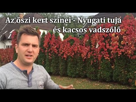 Az őszi kert színei - Nyugati tuja és kacsos vadszőlő