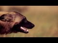 Trailer BBC The Hunt 2015