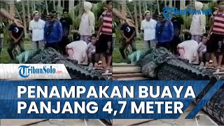 Penampakan Seekor Buaya Panjang 4,7 Meter di Labuan Cermin, Ditemukan di Tempat Renang Wisatawan