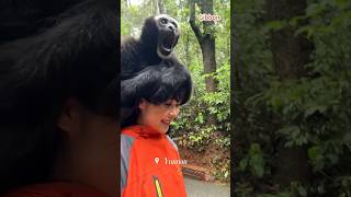 Download lagu The Daily Life of a Yunnan Girl and a Gibbon.#animals mp3 Download lagu The Daily Life of a Yunnan Girl and a Gibbon.#animals mp3