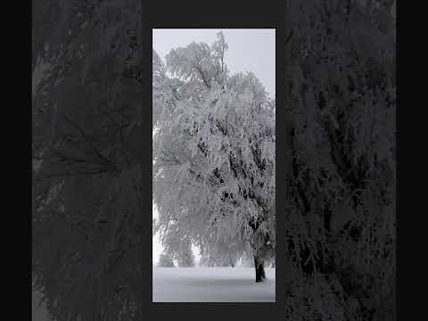Buzdan Kraliçeler- Tuğkan Cover