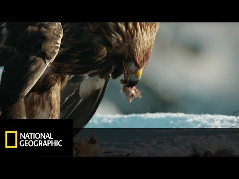 Orzeł Przedni należy do najszybszych zwierząt świata! [Wrogi Świat]