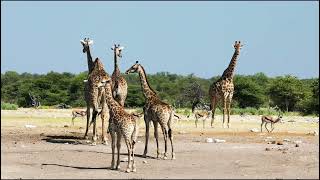 Download lagu THE BEST CUTE AND FUNNY ANIMALS VIDEOS 2022 mp3