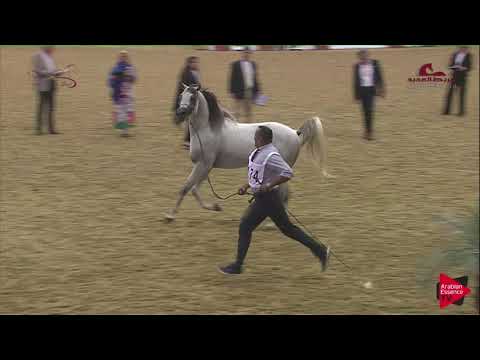 N174 SHABAB AL NASSER - 2019 Al Shaqab Arabian Horse Show Festival - 4-6 years old stallions (cl...