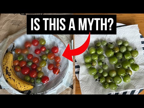 Do Bananas Ripen Tomatoes Faster? TIME-LAPSE