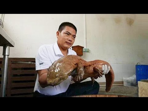 The living fossil: Chinese park ranger captures incredibly rare giant salamander that roamed