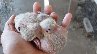 Cho Chim Bồ Câu Ăn Khoáng Chất