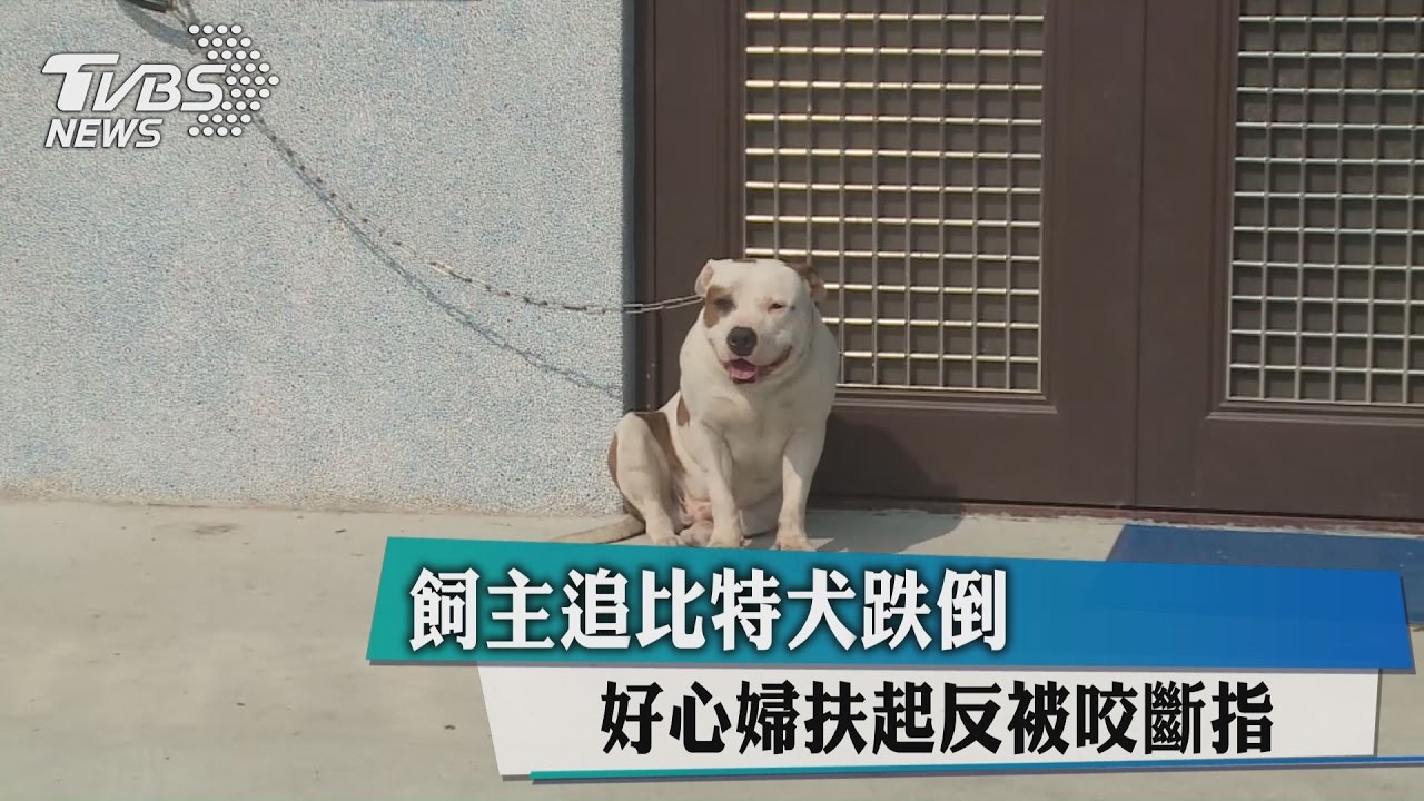飼主追比特犬跌倒 好心婦扶起反被咬斷指