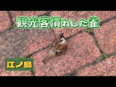 2025年６月2日✴︎江ノ島で出会った懐っこい雀