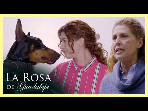 Paula es feliz con su dóberman pero su familia lo rechaza | La rosa de Guadalupe 2/4 | Todos...