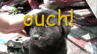preview picture of video 'Jonah's Puppy Story May 30, 2009'