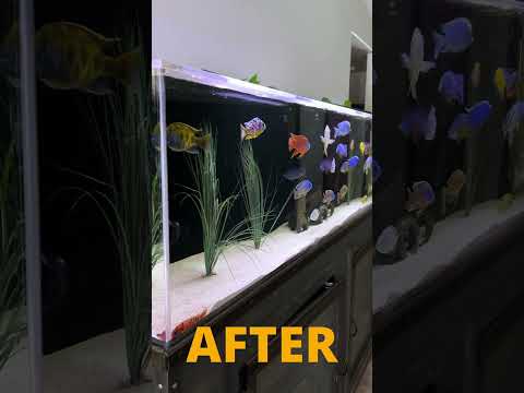 How To STOP African Cichlid AGGRESSION!