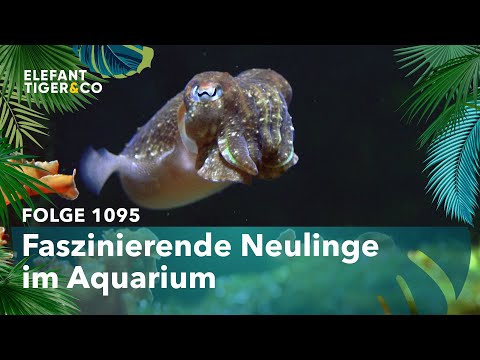 Schnellimbiss (Folge 1095) | Elefant, Tiger & Co. | MDR