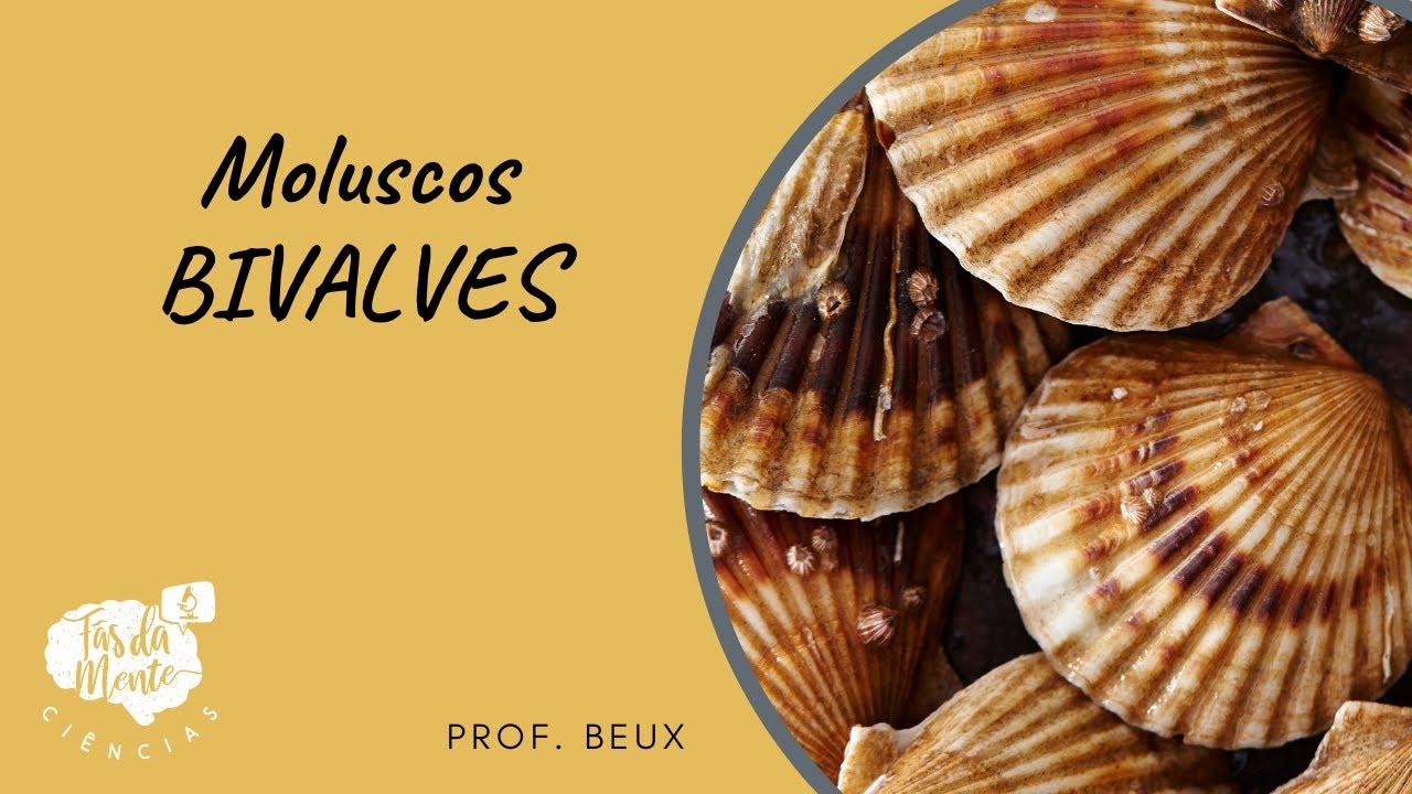MOLUSCOS - BIVALVES - Ensino Fundamental