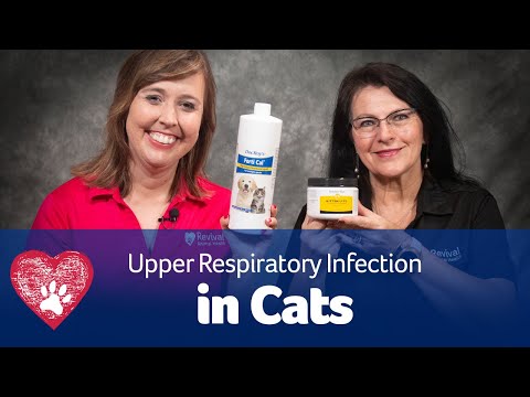 Upper Respiratory Infection in Cats - YouTube