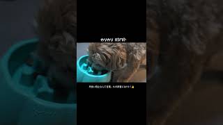 食欲旺盛ププ太朗　 #dog #いぬとの暮らし #犬のいる生活 #ポメプー #asmr