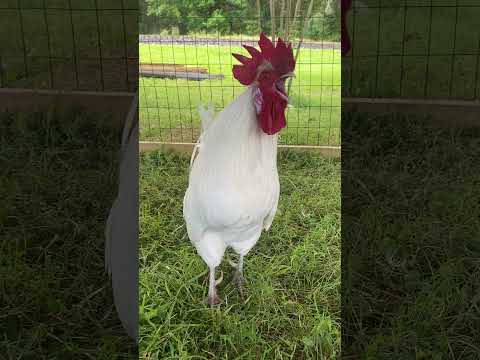 Beautiful rooster crowing! Funny chicken sounds