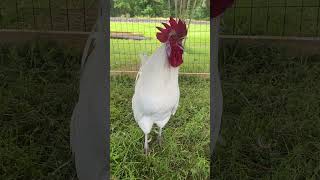 Download lagu Beautiful rooster crowing! Funny chicken sounds mp3 Download lagu Beautiful rooster crowing! Funny chicken sounds mp3