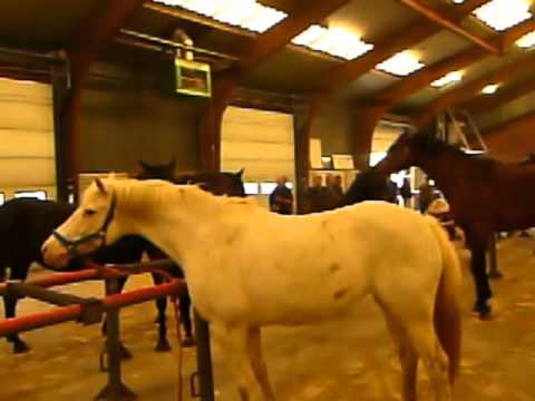 Inspectie paardenmarkt Barneveld- Inspection Horse Market Barneveld