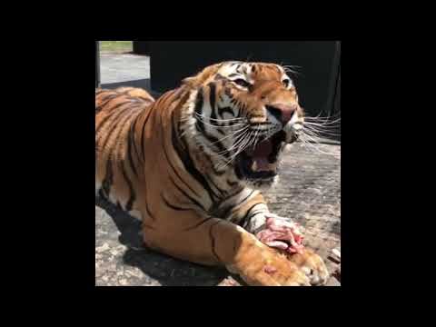 Espectacular rugido de Tigre de Bengala