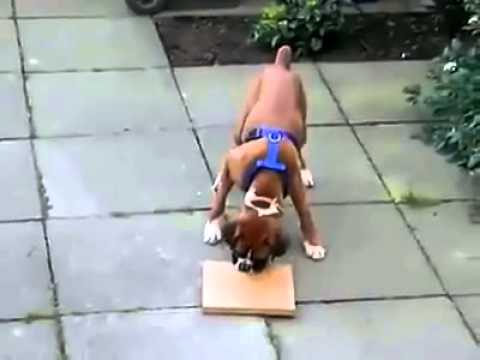 Dog Taking It Out On The Board